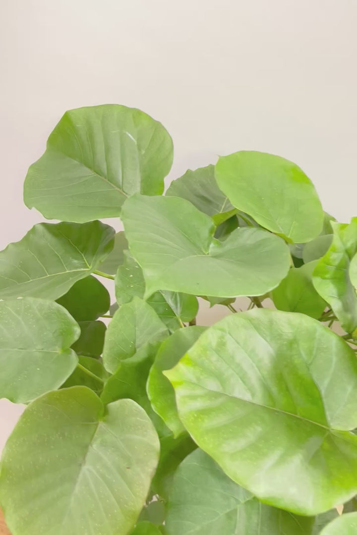 【ウンベラータ】最高の樹形！鹿児島の名人の生産者さんが手塩にかけて作りました！自信を持っておすすめ！