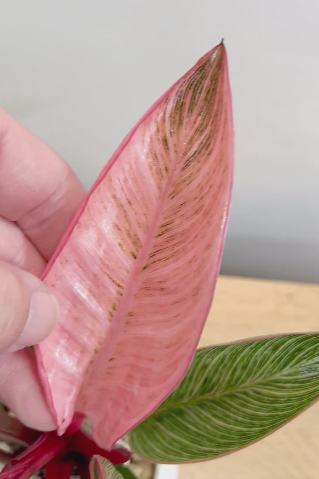 【フィロデンドロン ピンクバーキン】かわいいミニサイズです！葉色が美しくバランスが良い感じですのでぜひご検討ください！