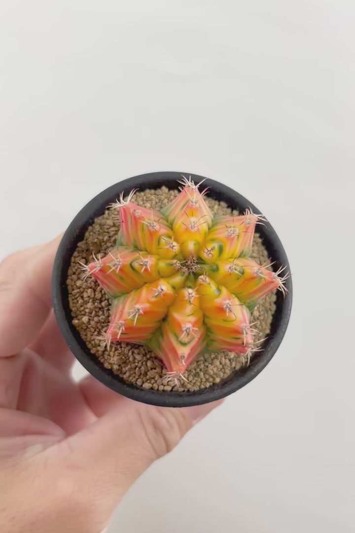 【ギムノカリキウム】爽やか！の一言に尽きる美しい葉色。かわいいフォルムのサボテンです！