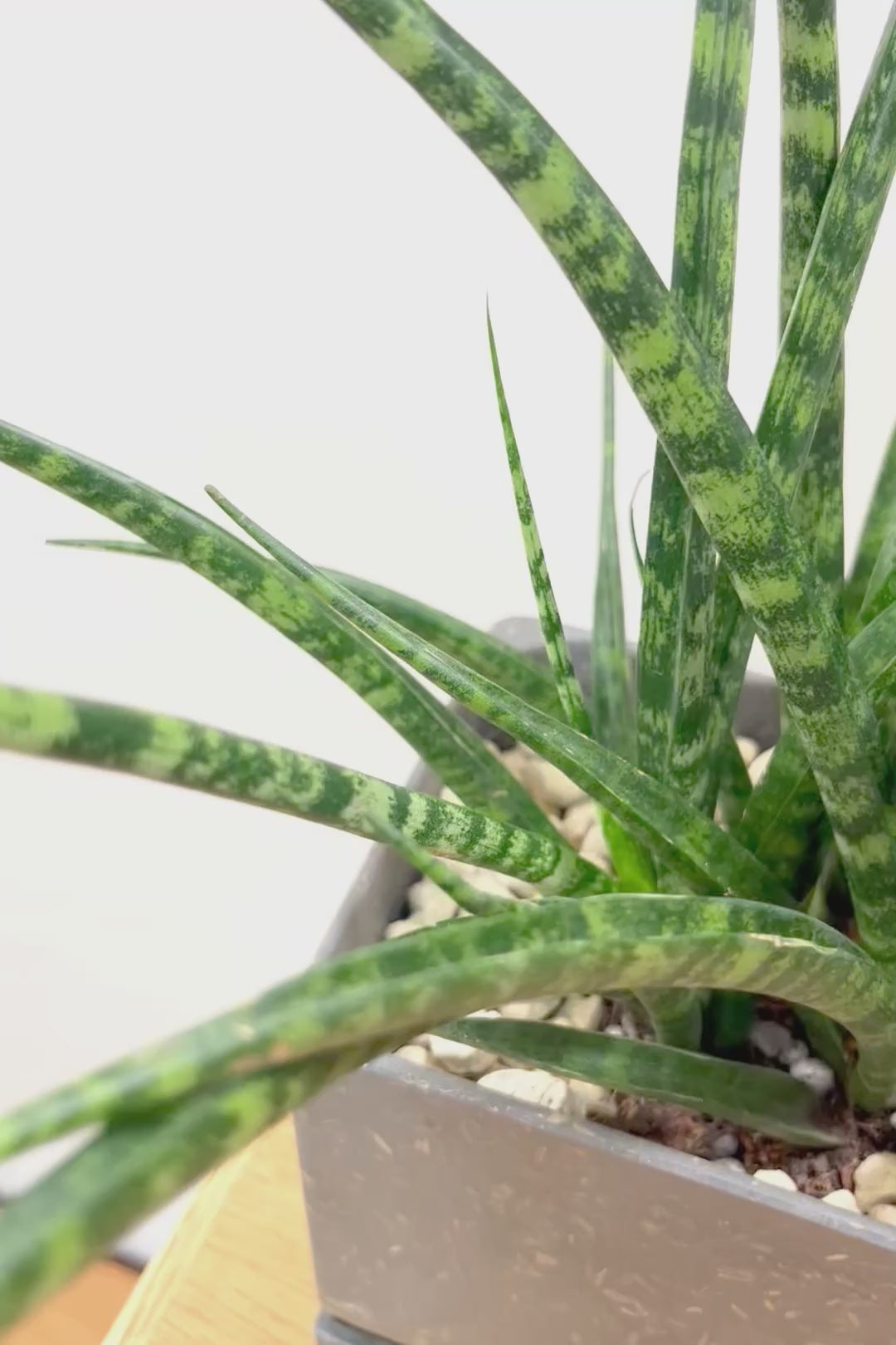 【サンスベリア ファンウッド】かわいい長方形のプラスチックPOT。植物の葉色とよく合っています！あまり出回らない希少種です