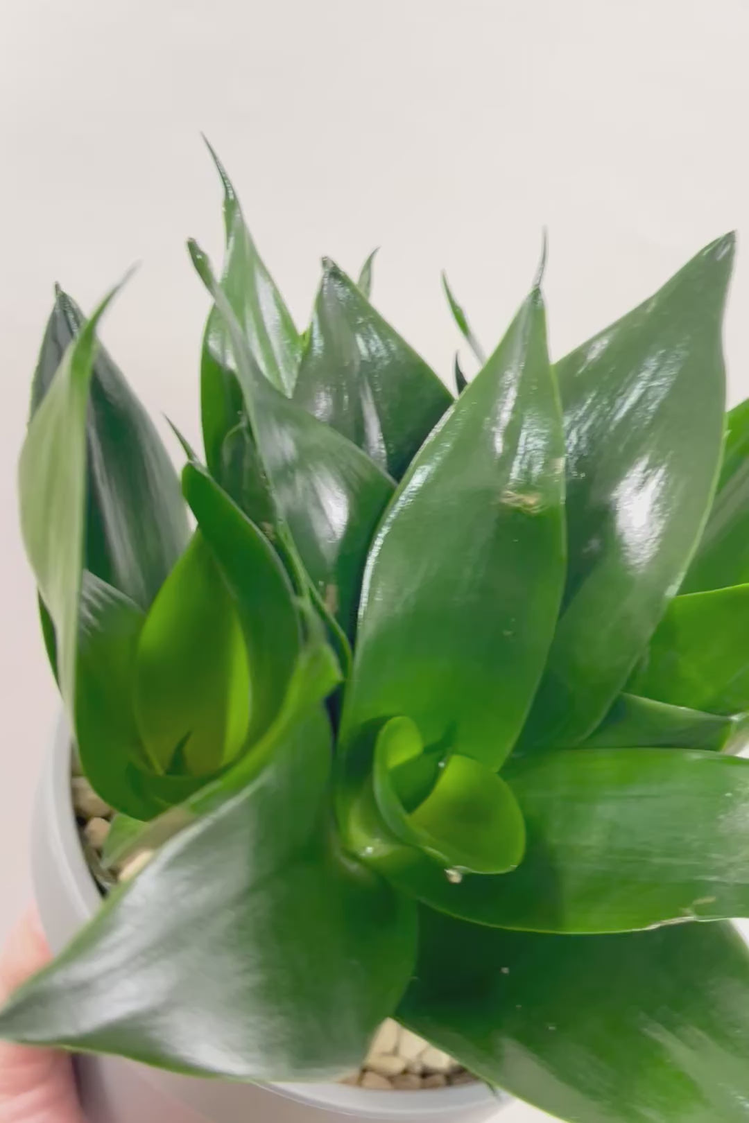 【サンスベリア ブラックドラゴン】今回はプラスチック鉢！シックな大人色のサンスベリア！まさに漆黒の葉色！あまり出回らない希少種！