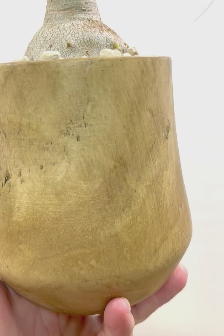 【ノリナ】人気の木製のPOT！まん丸の幹が可愛くてボリュームあります！葉の展開も多いのでおススメですよ