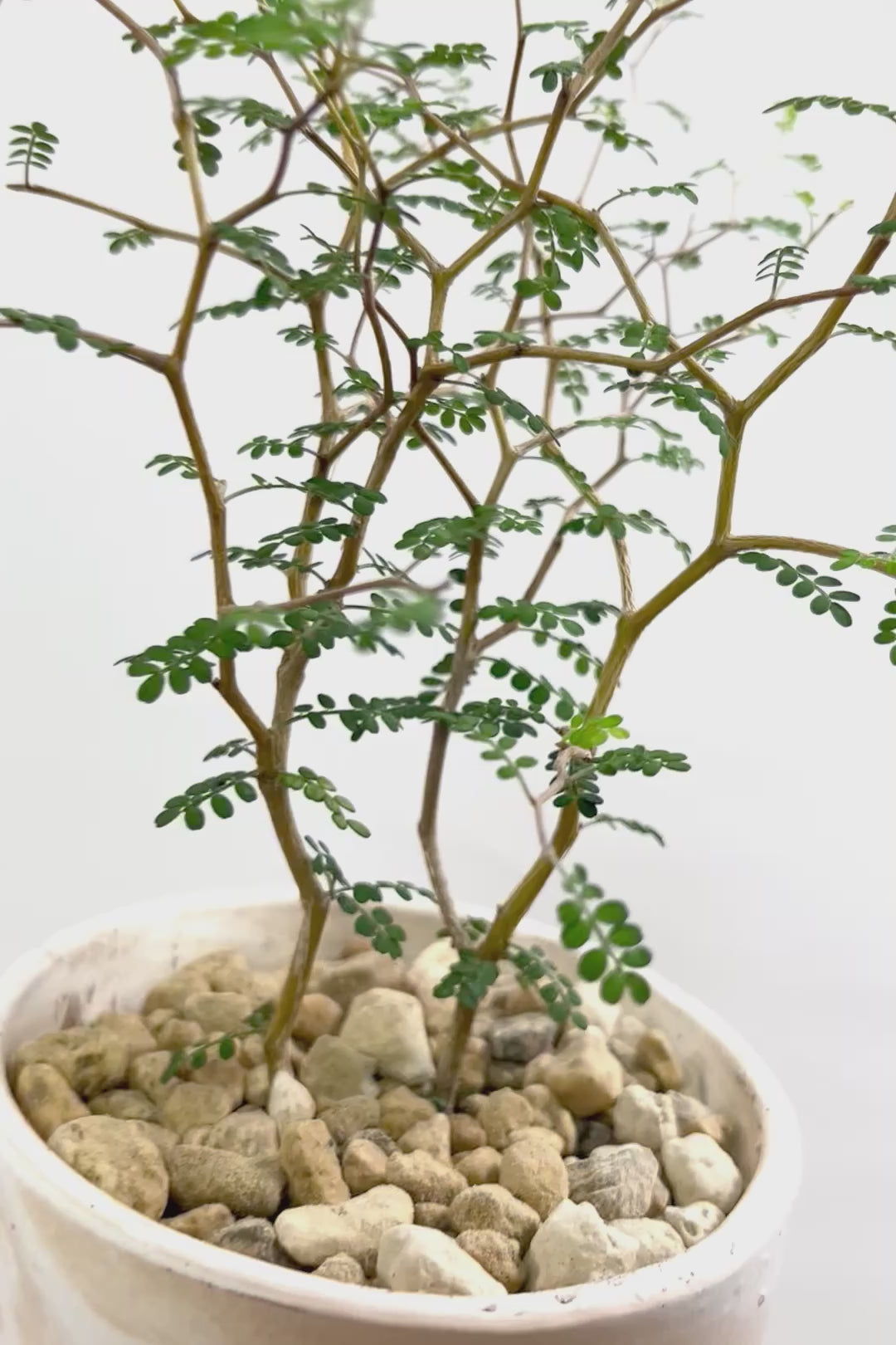 【ソフォラ リトルベイビー】ミニミニのかわいい葉っぱがかわいい!育てやすい観葉植物! 寒さに強い