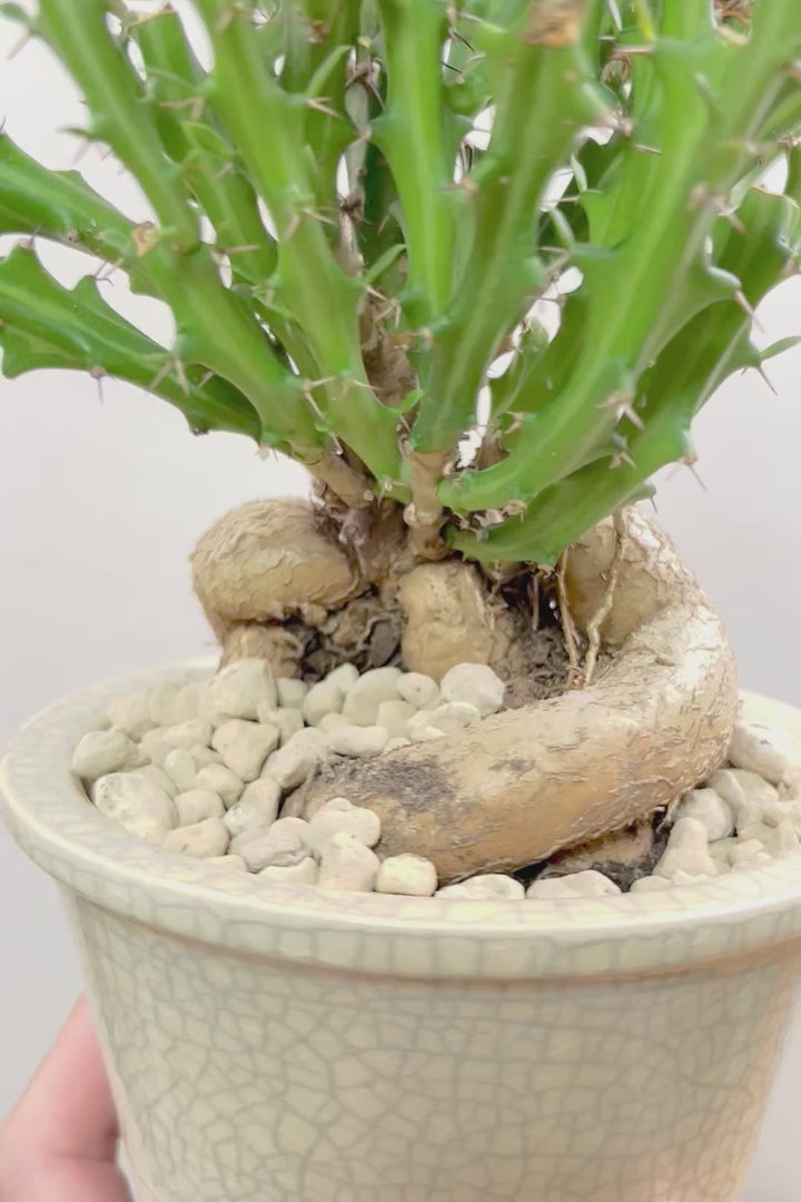 【ユーフォルビア クンチー】こだわりのPOT！厳つい根から出ているトゲトゲの葉が特徴！APEGO初入荷の塊根植物です！