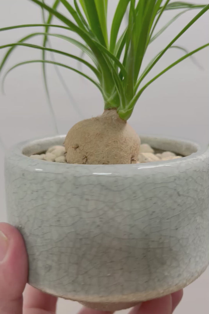 【ノリナ】おチビサイズ！ちょっと横向き！だけど幹はまん丸でかわいい！葉の展開も多いのでおススメですよ！