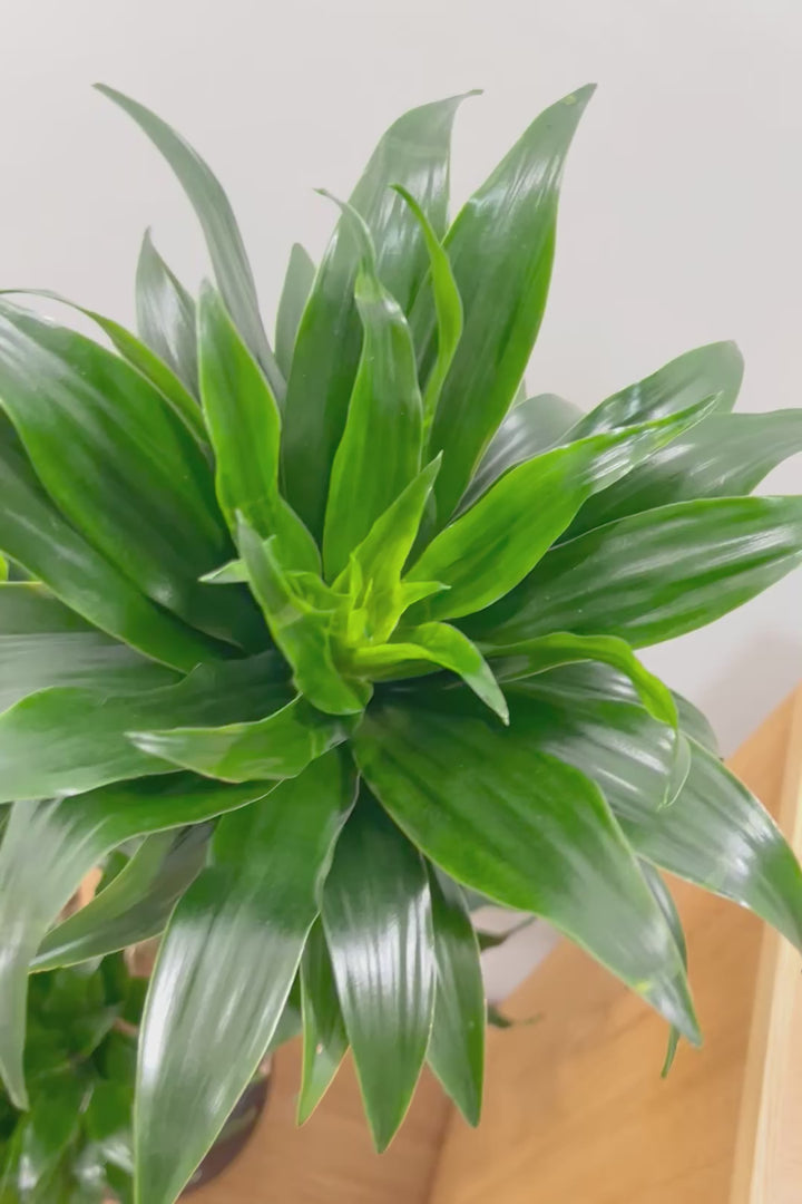 【ドラセナコンパクター】インテリアにちょうどいいサイズ。枝数も多くてとても素敵な樹形なんです！