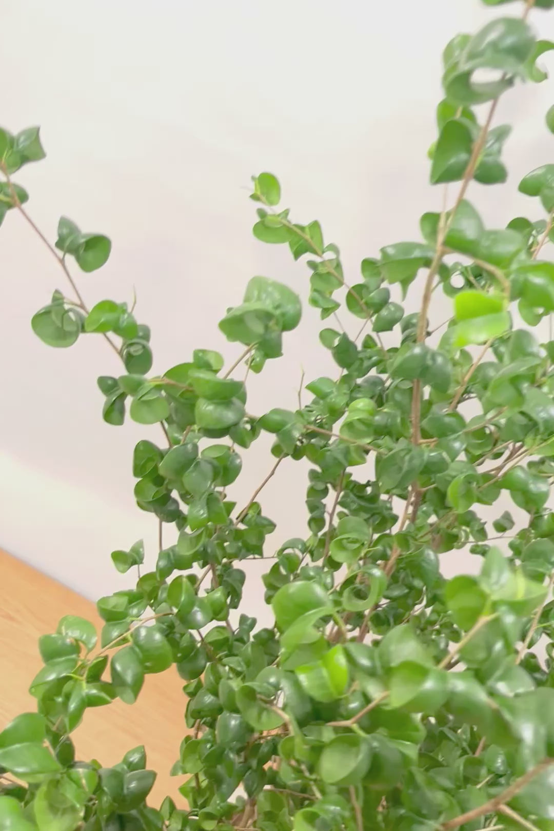 【ベンジャミン バロック】BIGサイズ！愛知県のベンジャミン作りの名人による逸品です！おすすめです！