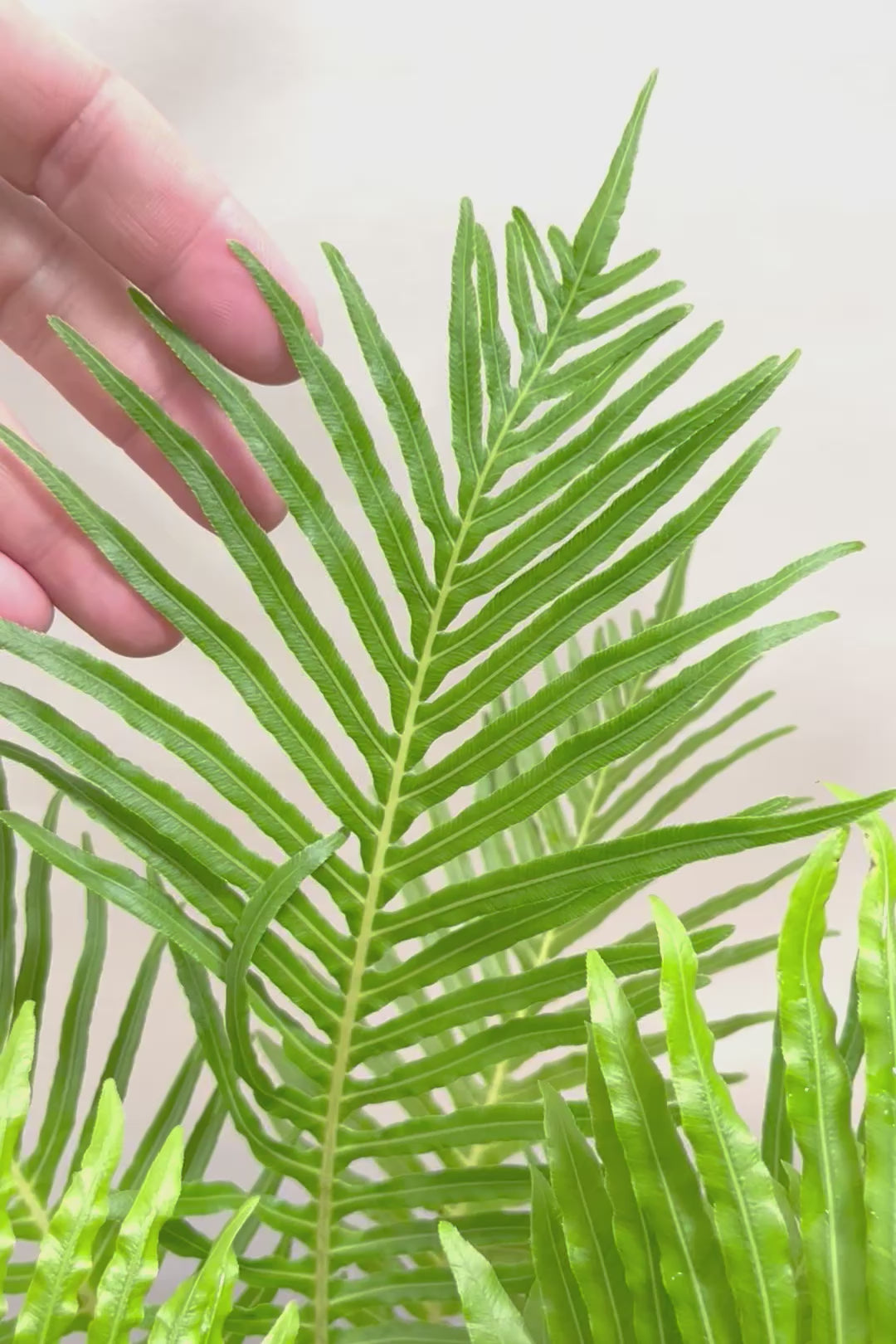 【ブレクナム シルバーレディ】大きな葉が印象的でトロピカルムードが漂う観葉植物です!