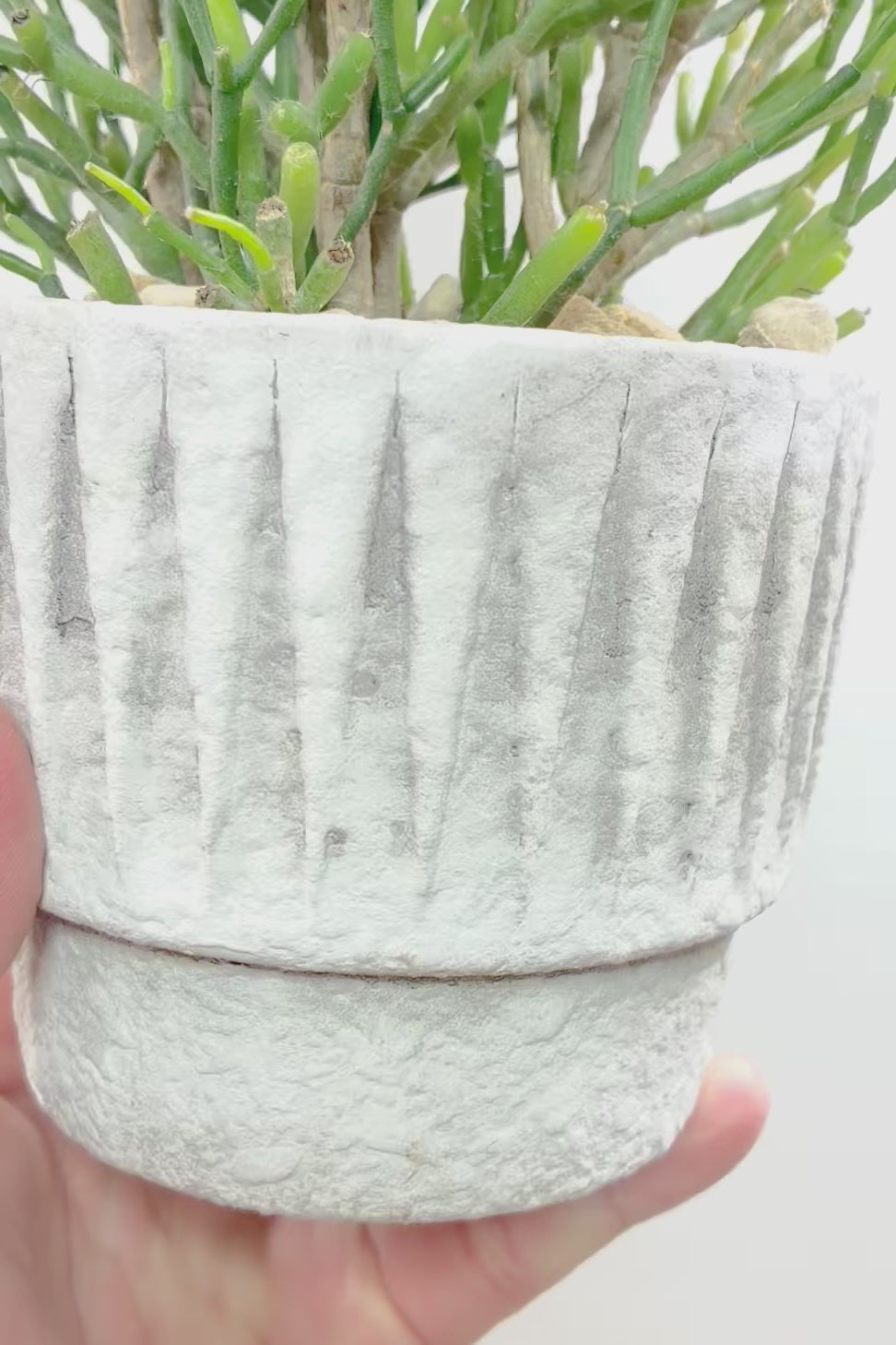 【リプサリス ハティオラ】高さ34cm待望の再入荷です！生産者さんのハウスに行って仕入れてきましたよ！今回もギュッと詰まったとても良い株です！