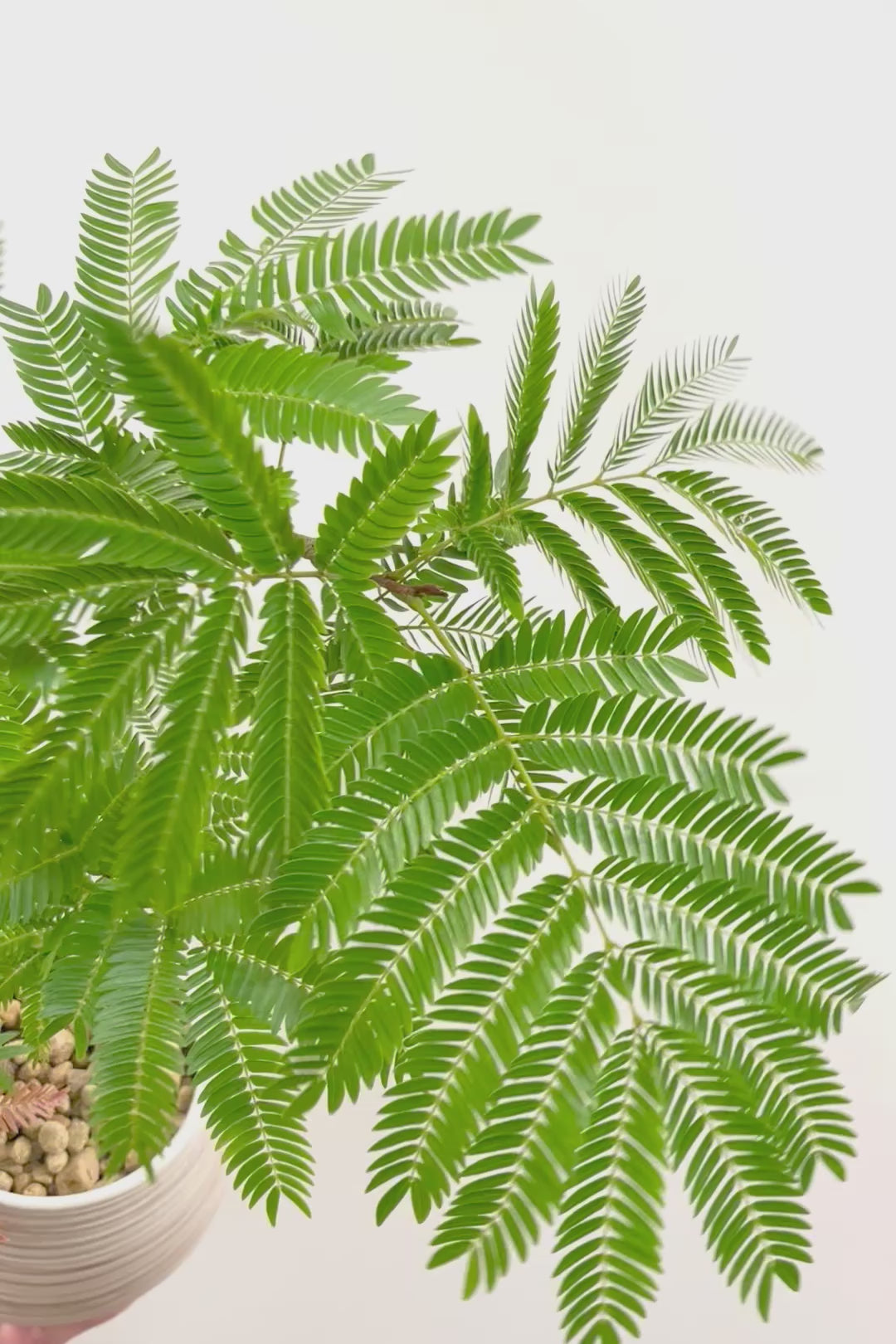 【エバーフレッシュ】程よいサイズ感！そして雰囲気のある素敵な樹形！葉のバランスがとてもイイ感じですのでおススメです！