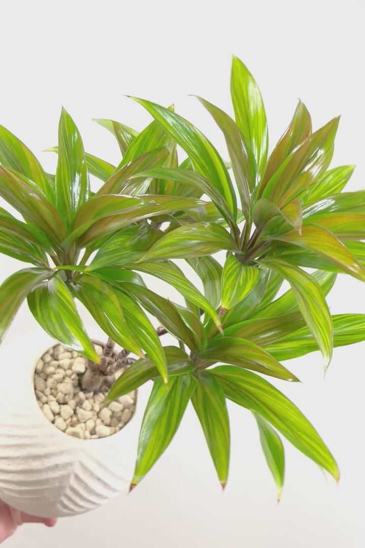 【コルジリネ ブランディライム】この幹はスゴイ！生産者さんが時間をかけて仕立てました！これは他には無い樹形だと思います！