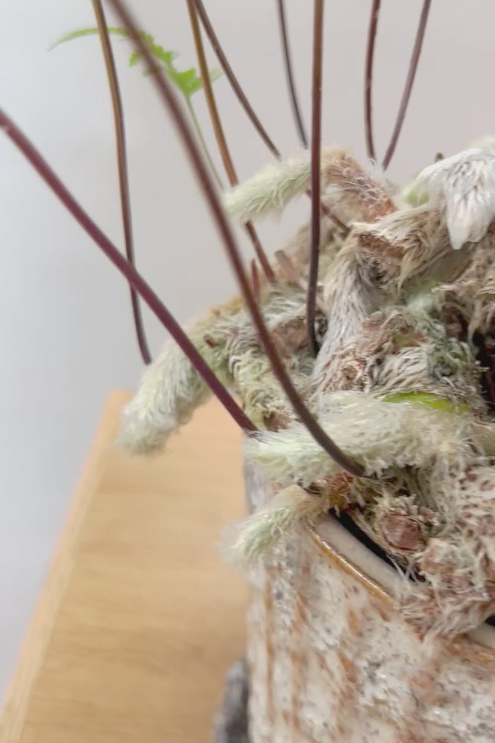 【シノブ】日陰に強い!そして触り心地がとても良い美しい葉です！白い根もたくさん出ていますよ！