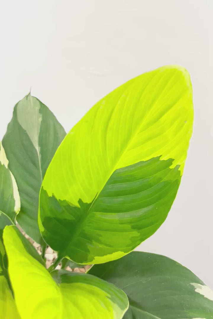 【スパティフィラム  センセーション オーレア バリエガタ】生産者さんのハウスでイイ個体を選んできました！良い色出てます！このサイズ感でここまで斑が美しいものは希少ですよ！