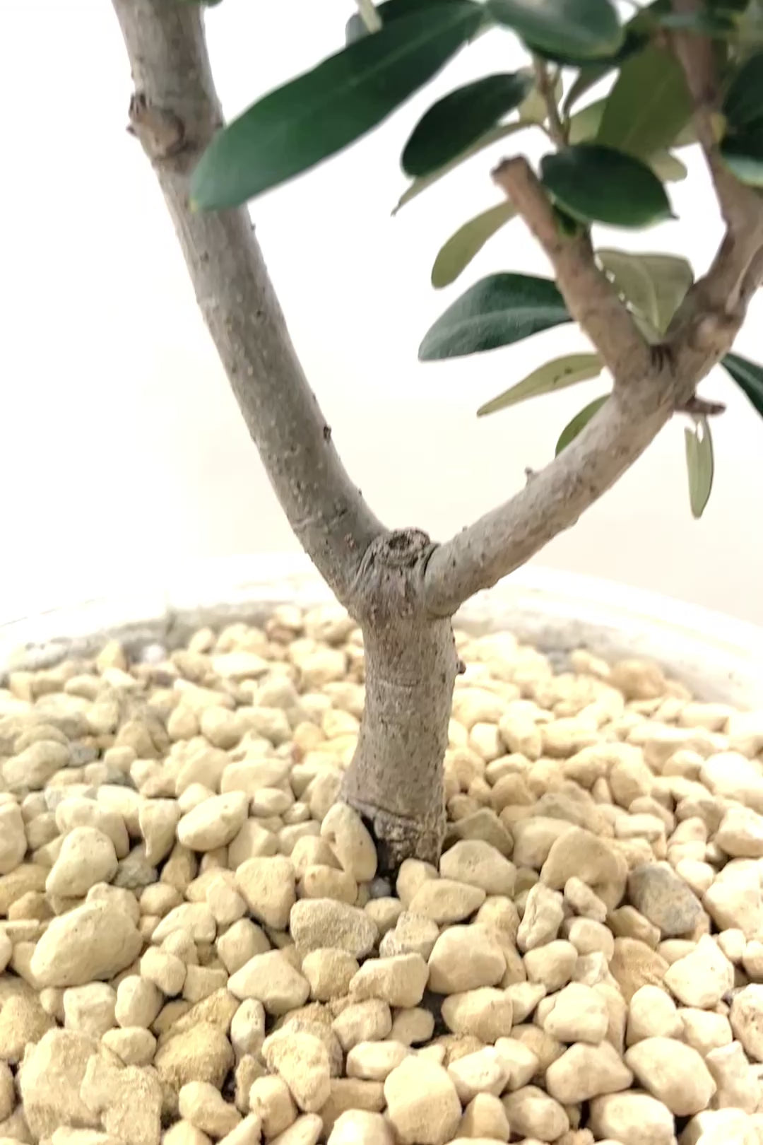 【オリーブ】オリーブの名産地の小豆島でしっかりと作られました！幹はかなり太く年季を感じます！