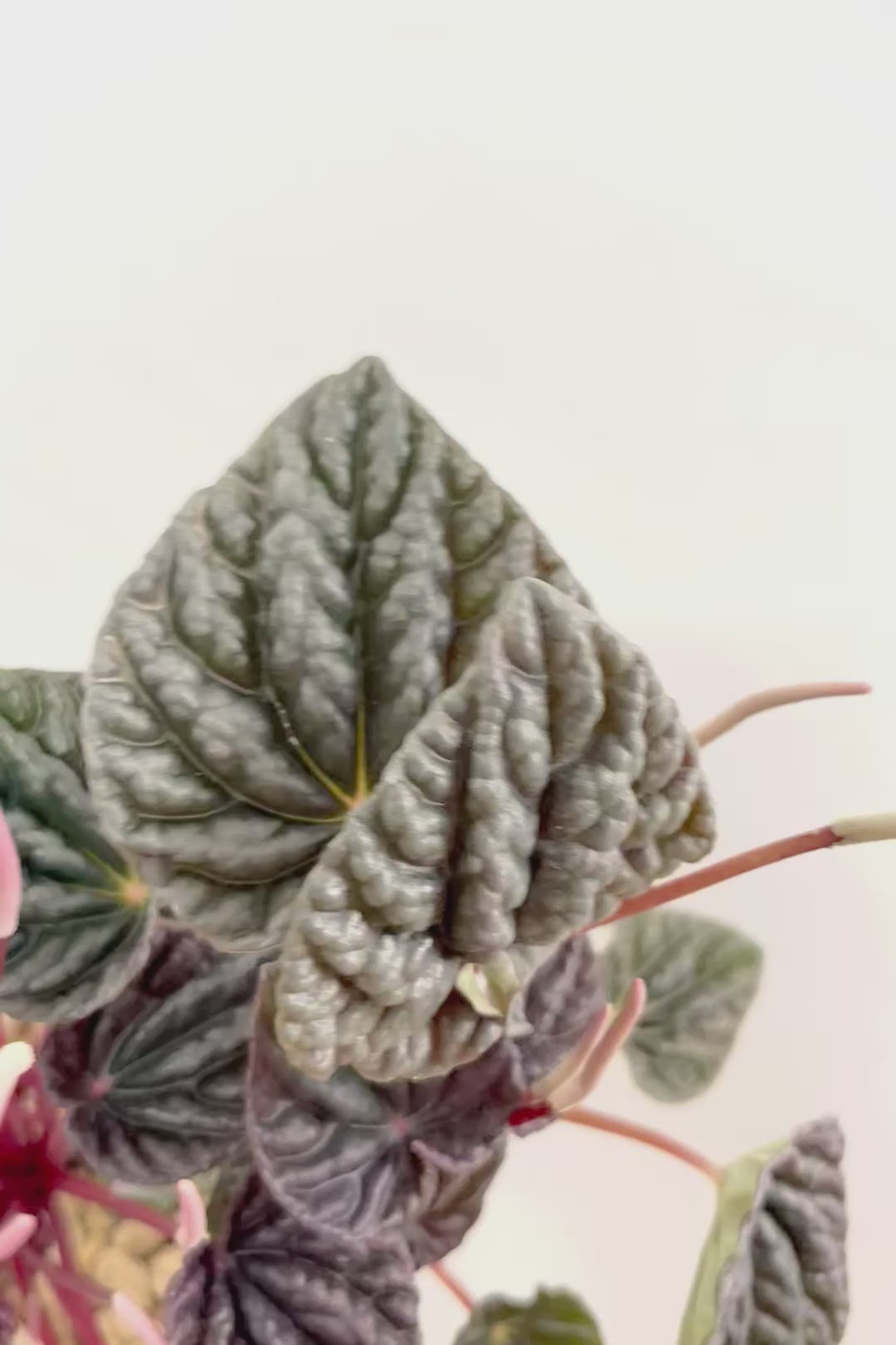 【ペペロミア カペラータ】今回は背丈が大きいタイプ！最高の葉色に仕上がった深い赤色が美しい。愛知県のペペロミア職人の冨永さんが手がけました！