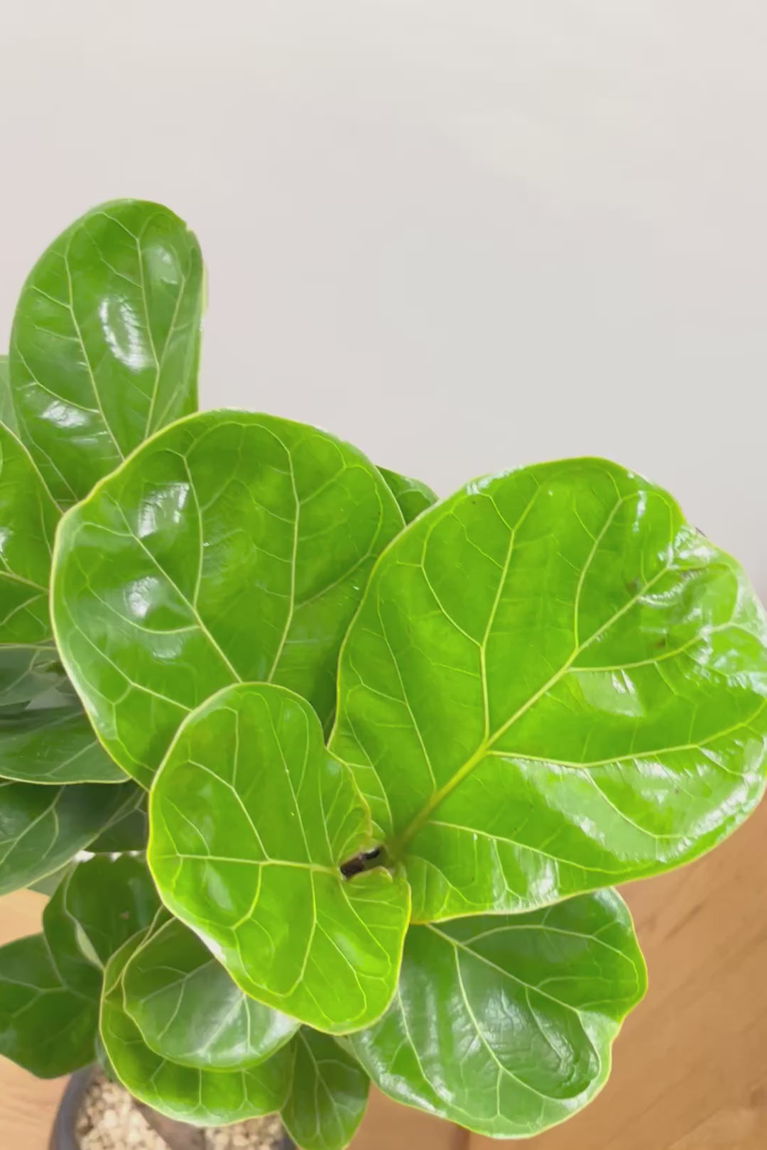 【カシワバゴム】全高100cm！植物もPOTも大人色♪仕入れの時に幹とのバランスがイイものを選りすぐってきましたよ！