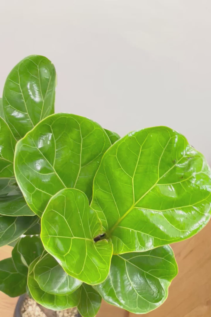 【カシワバゴム】全高100cm！植物もPOTも大人色♪仕入れの時に幹とのバランスがイイものを選りすぐってきましたよ！