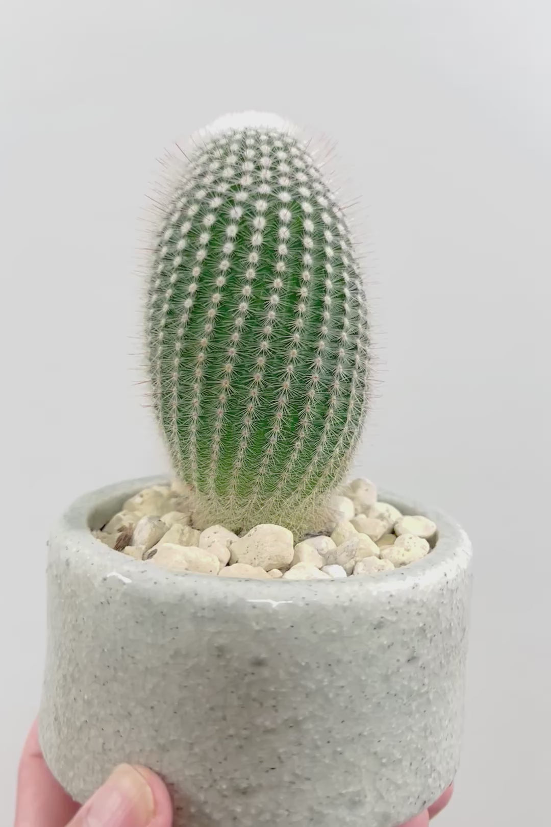 【ノトカクタス 小町】明るい色合い！かわいすぎるフォルム！インテリアにぴったりですよ