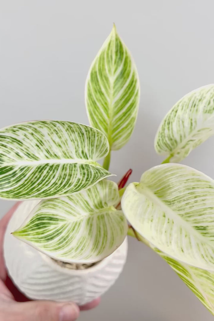 【フィロデンドロン バーキン】まん丸のPOTがかわいい!!少し幹立ちしたカッコいい株です！ホワイト増し増しの素晴らしい葉色！