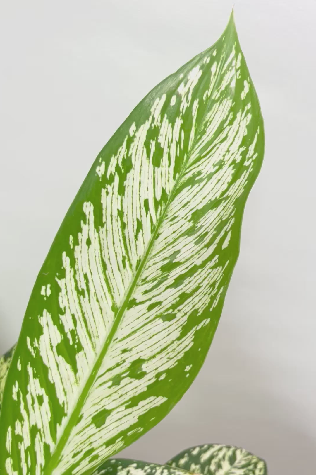 【デヘンバキア ホワイトエトナ】透き通るような爽やかな葉色が印象的です！このボリュームは圧巻ですよ！