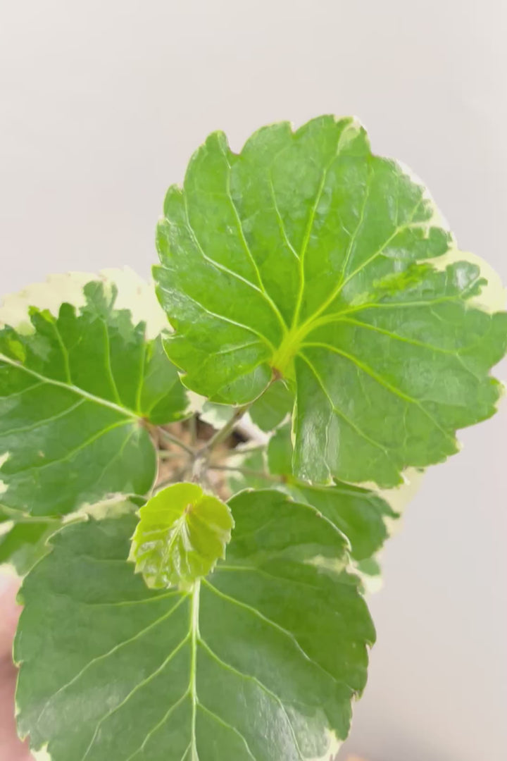 【ポリシャス マルギナータ】同系色のかわいいPOT！ホワイト＆グリーンの葉っぱがかわいい観葉植物です