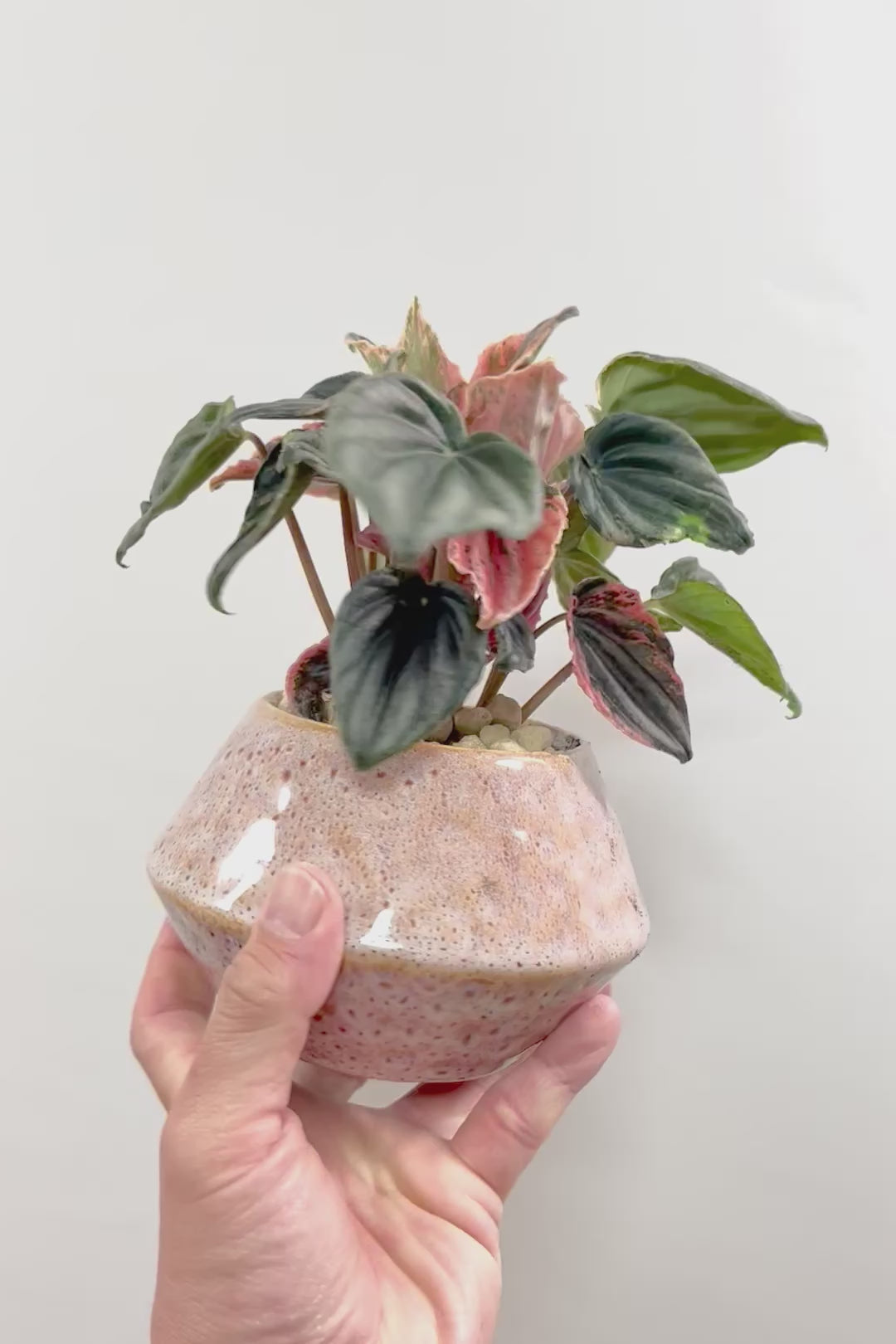 【ペペロミア ニューピンクレディ】この甘い葉色はたまりません！イイ感じに仕上がっていますのでおススメですよ！