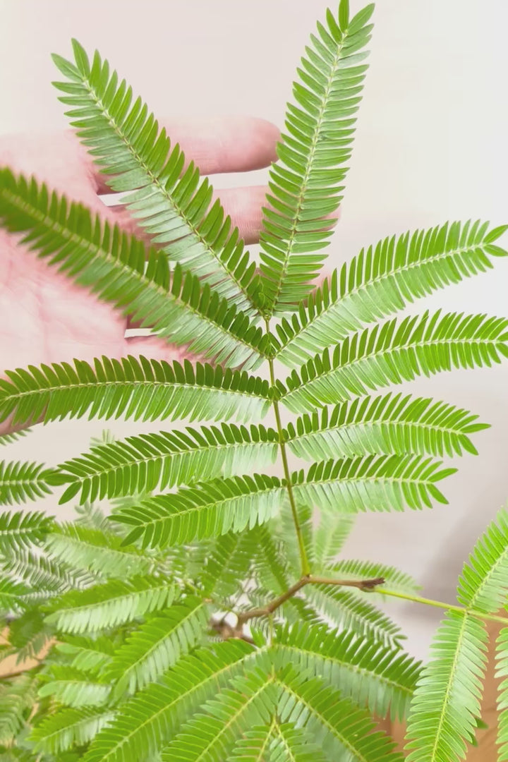 【エバーフレッシュ】シンプルなデザインのＰＯＴ！そして雰囲気のある素敵な樹形！葉のバランスがとてもイイ感じですのでおススメです！