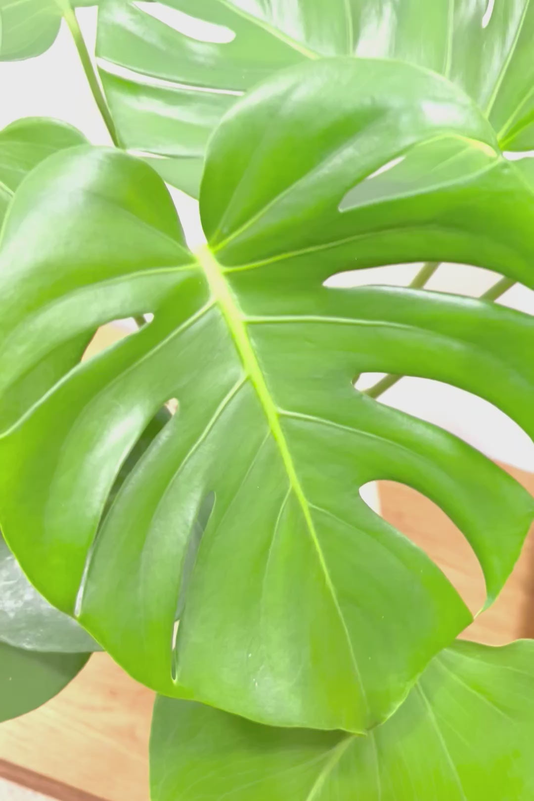 【モンステラ】かなり久々の入荷！久々に良い樹形のモノが入荷しました！POTのデザインもスタイリッシュ！