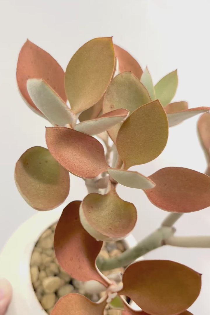 【カランコエ オルギアリス】美しいブロンズリーフが特徴的。とにかく樹形が素晴らしいです！いいサイズ感です！