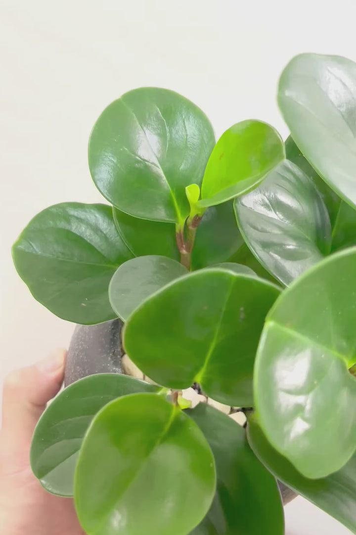 【ペペロミア グリーン】ペペロミアの中でも大き目の葉。シックな感じのカッコイイ葉色なんです！