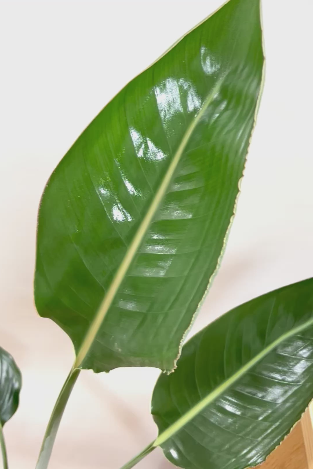 【ストレチア レギネ】とても丈夫な観葉植物です！スリムでスタイリッシュなのでおすすめです！