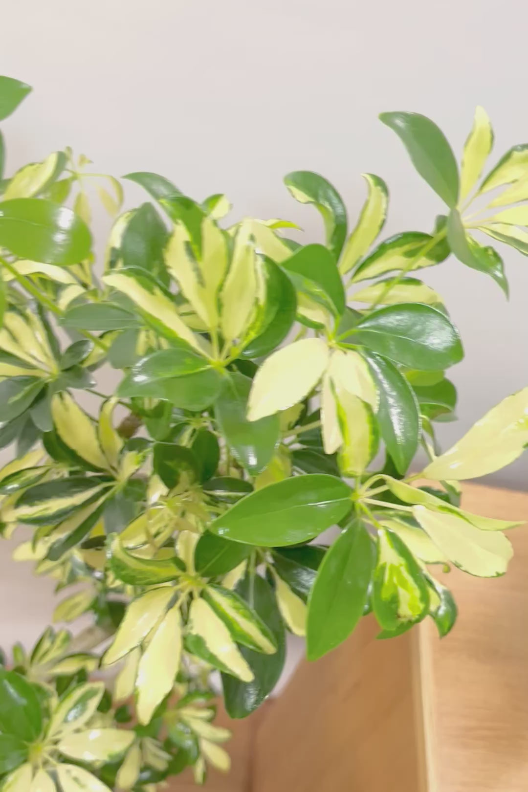 【シェフレラ グランディ】めっちゃカッコいいカーブの幹！好みもありますが、すごくイイ感じでカッコいいと思います！