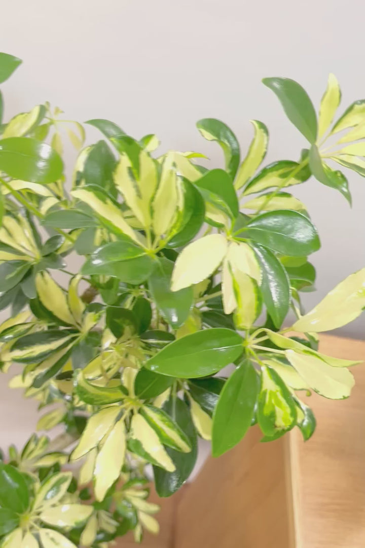 【シェフレラ グランディ】めっちゃカッコいいカーブの幹！好みもありますが、すごくイイ感じでカッコいいと思います！