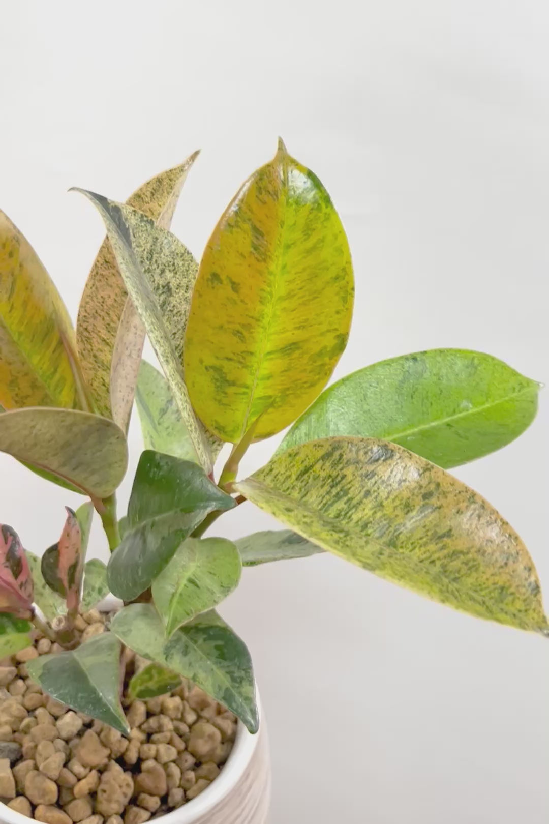 【フィカス ジン】バランスの良いミニサイズ！しっかりとした幹に仕上げました！POTとのバランスもとてもイイ感じだと思います！