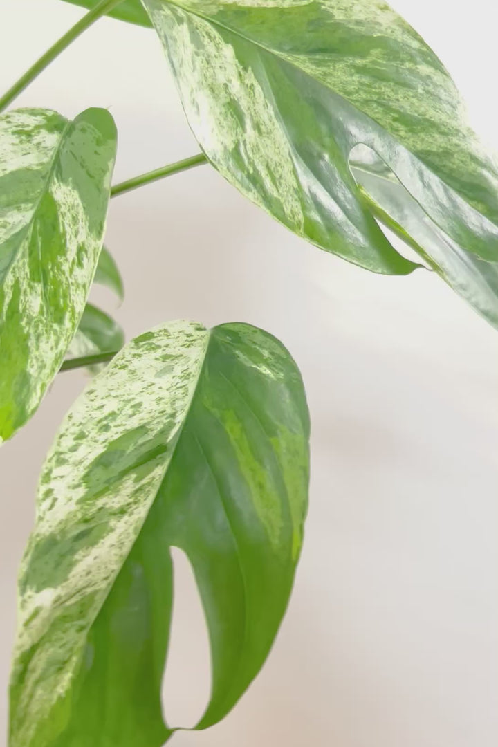 【エピプレナム ピナツム マーブル】この葉の美しさはスゴイです！ボリュームもありますので是非ともお勧めします！