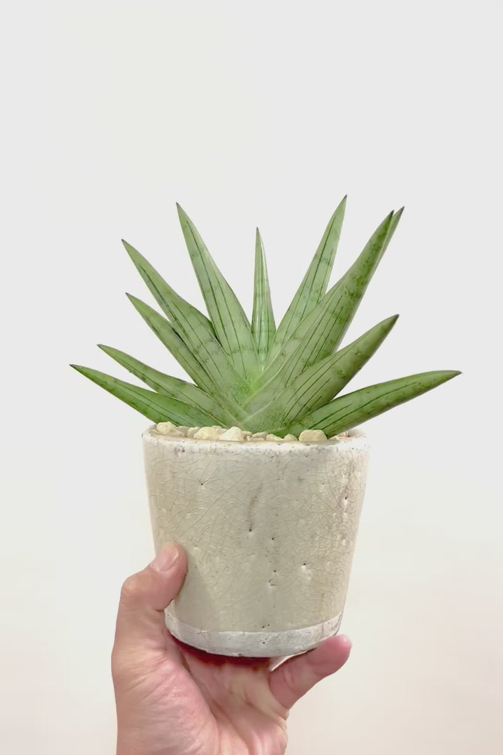 【サンスベリア シルバークラウン】今回の個体はとてもイイ感じのバランス！しかもPOTとのバランスも最高にカッコいいと思います！