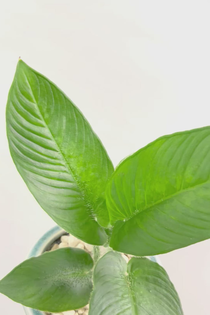 【スキスマトグロッティス シリアータ】APEGOでは初入荷の個性的な葉の植物！今回限りの入荷ですので、ぜひご検討ください！