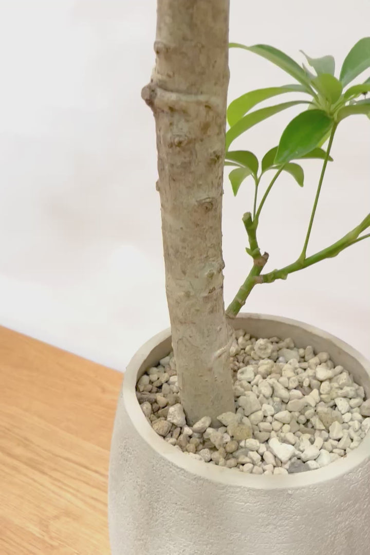 【シェフレラ コンパクタ】温暖な八丈島でじっくりと長い期間をかけて作りこまれました！他にはない幹の太さです！