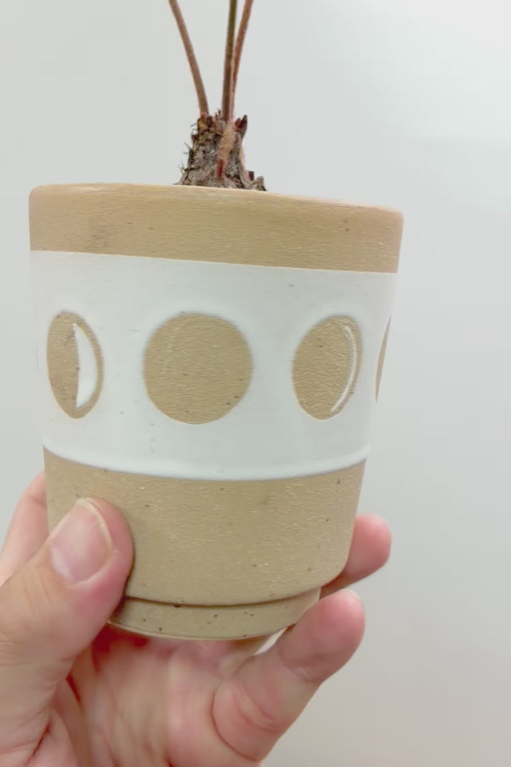 【ザミア フロリダーナ】高さ28センチのかわいいサイズ！温暖な沖縄で生産されました！新作のかわいいPOTです♪このサイズはあまり見かけないので、ぜひともご検討ください！