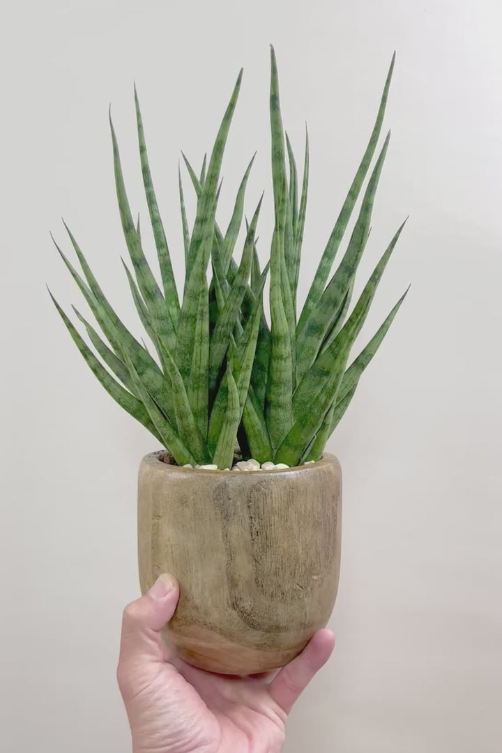 【サンスベリア トーチ】仲良しの生産者さんからいい形のものを分けてもらいました！木製のPOTもGOOD！