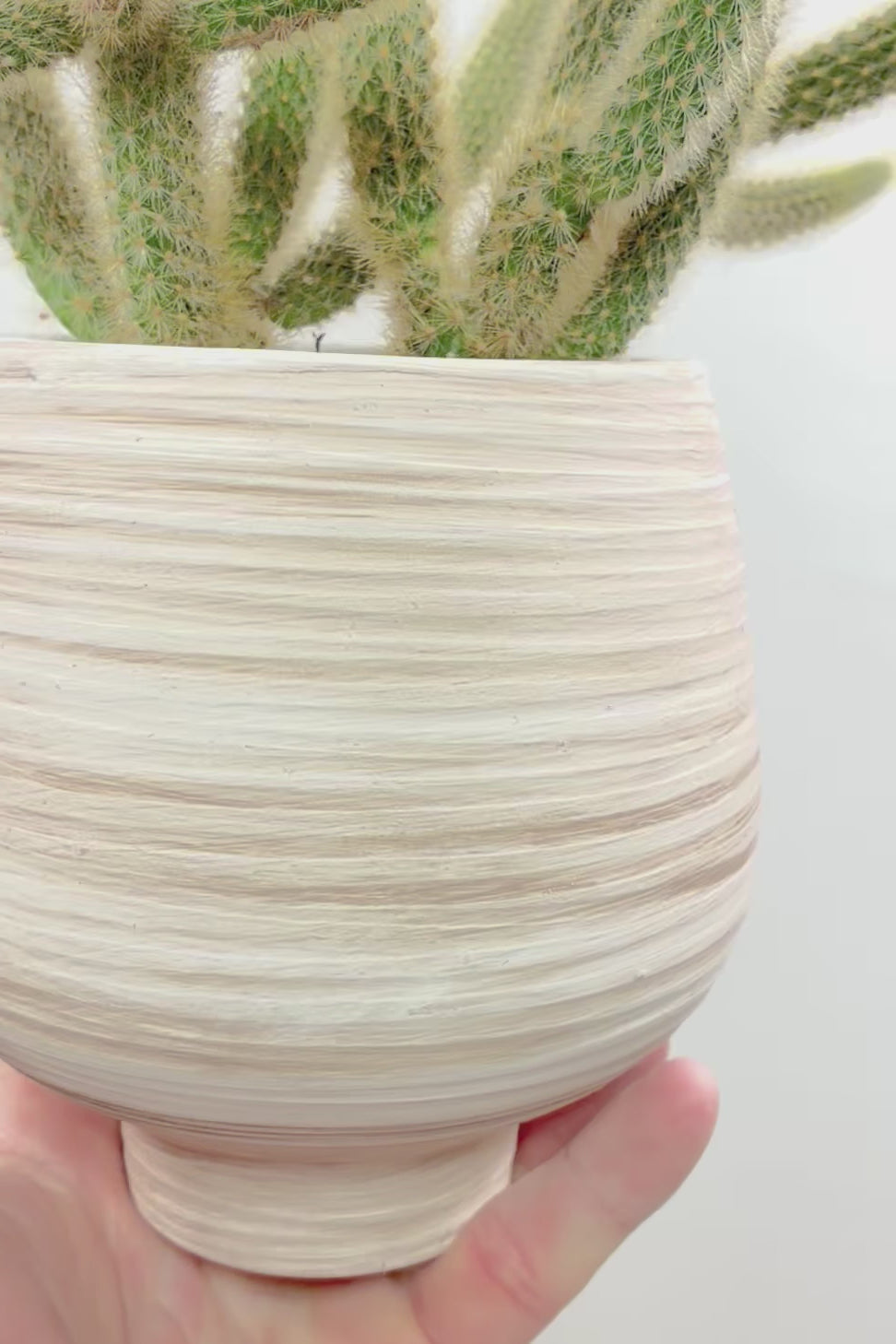 【サボテン ヒルデウィンテラ】高さ34センチのかわいいスタイル！今回は葉がたくさん植わっている大き目のタイプです！おすすめですよ！
