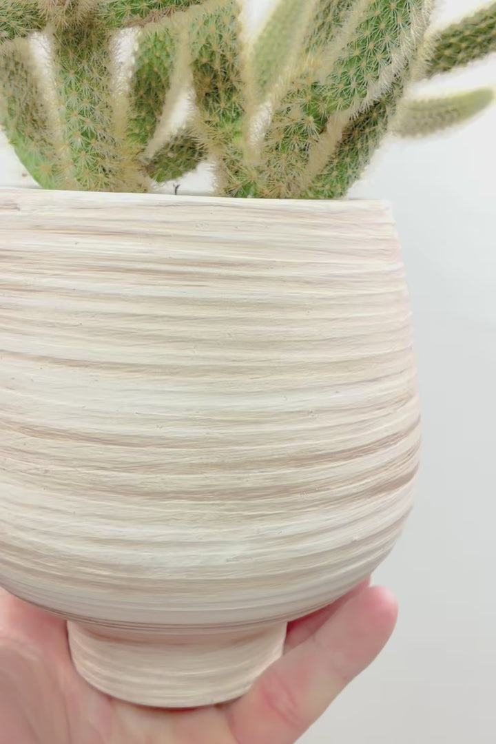 【サボテン ヒルデウィンテラ】高さ34センチのかわいいスタイル！今回は葉がたくさん植わっている大き目のタイプです！おすすめですよ！