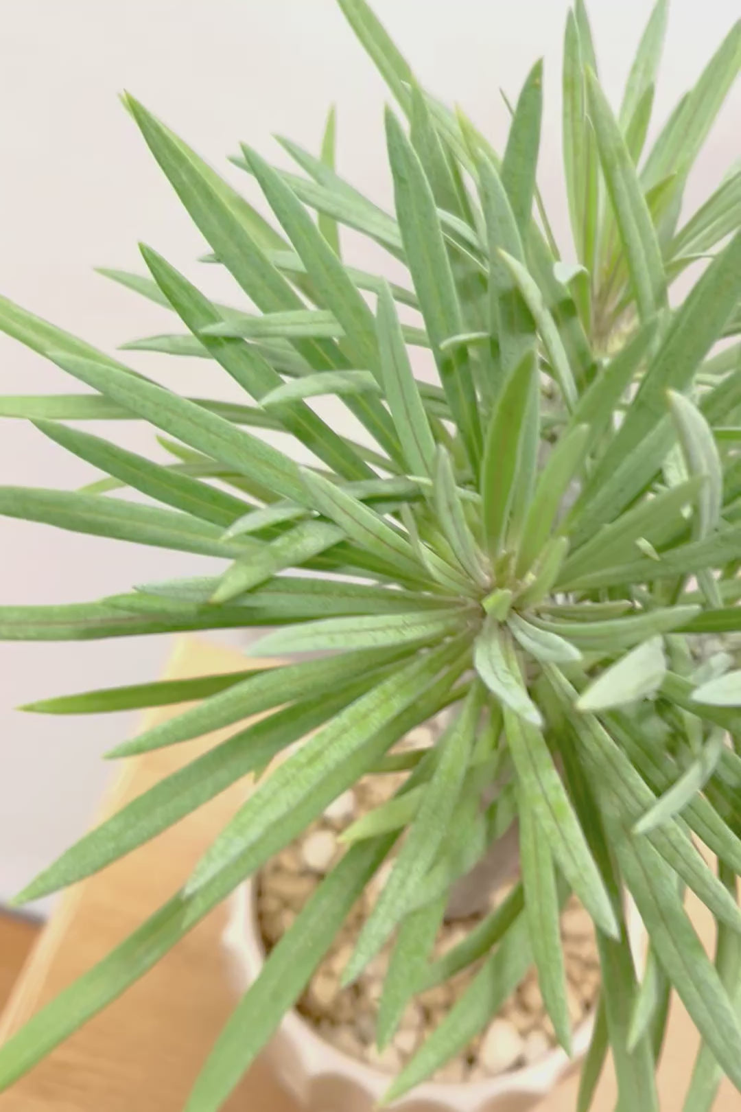 【モンキーツリー】極太の幹！幸せが訪れる言い伝えがあります♪茨城県のモンキーツリーの生産者さんの選りすぐりの個体です！