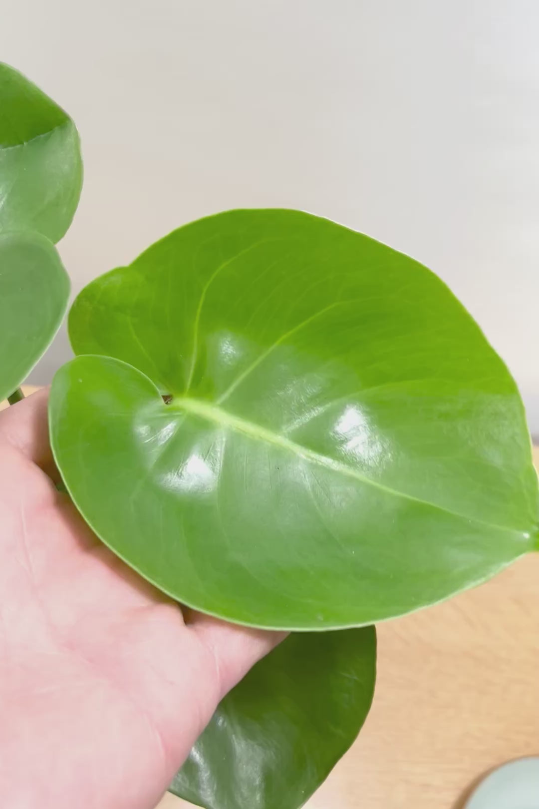 【モンステラ】人気のサイズ！コレかわいすぎますよ。だってこんなまん丸の葉っぱなんて…。