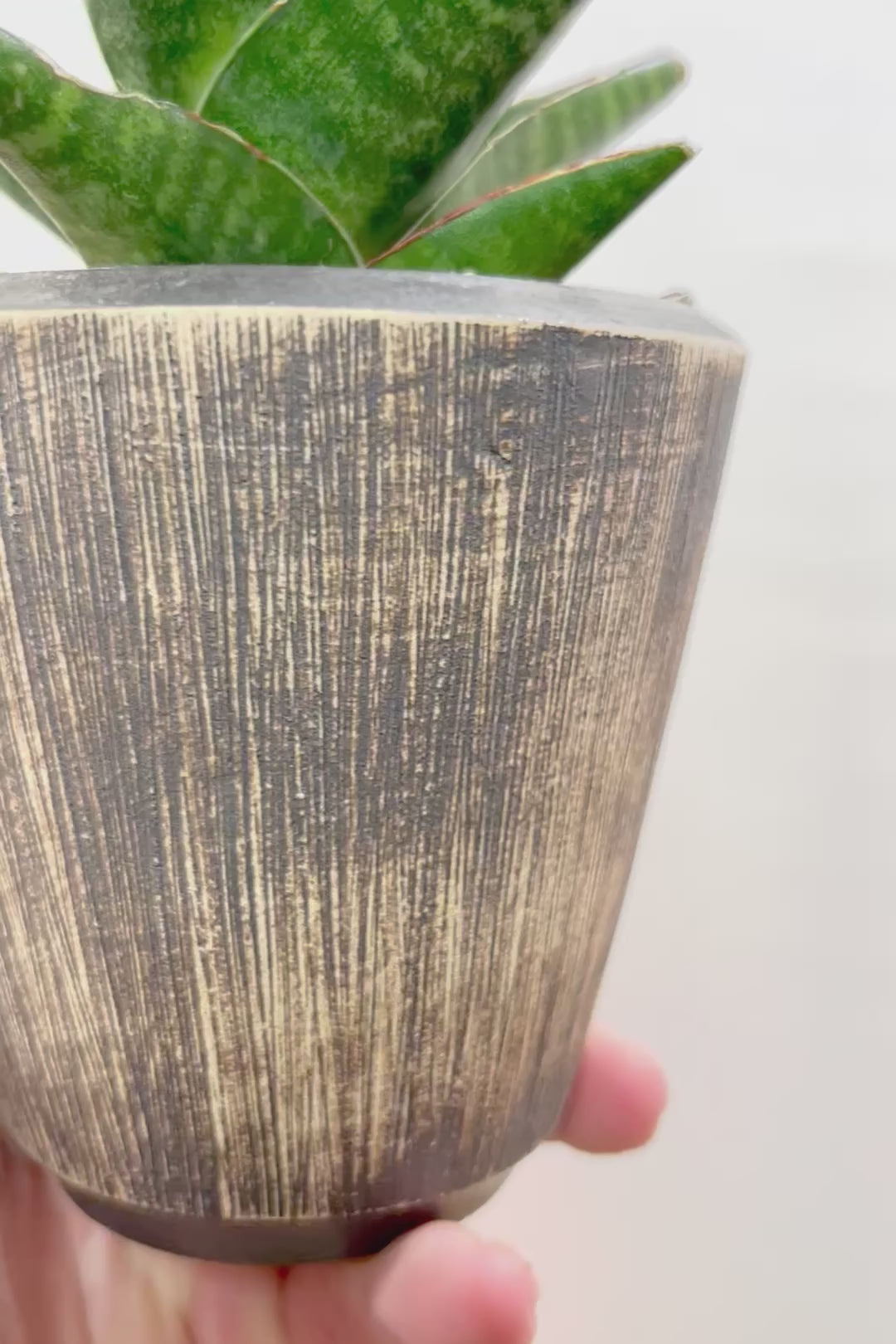 【サンスベリア インドツー】漆黒のカッコいい葉色！静岡の仲良しの生産者さんからいい形のものを分けてもらいました！いいバランスです！