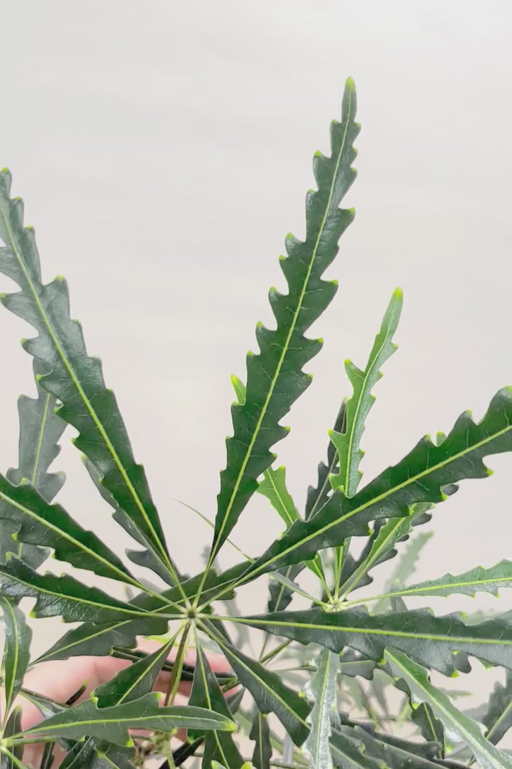 【アラレア】THE育てやすい観葉植物！ギザギザのユニークな葉が特徴！幹も個性的にカーブしていますので、オススメです！