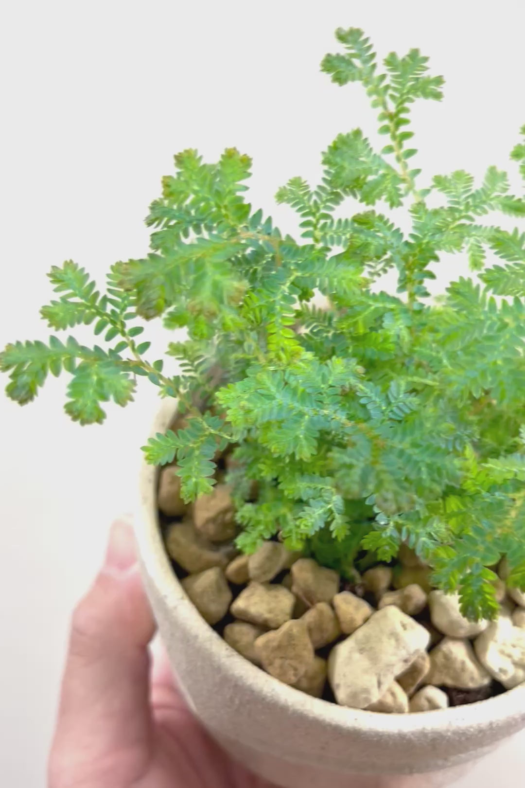 【レインボーファン】ふわふわした雰囲気がとってもかわいい観葉植物。しかも日陰に強い！