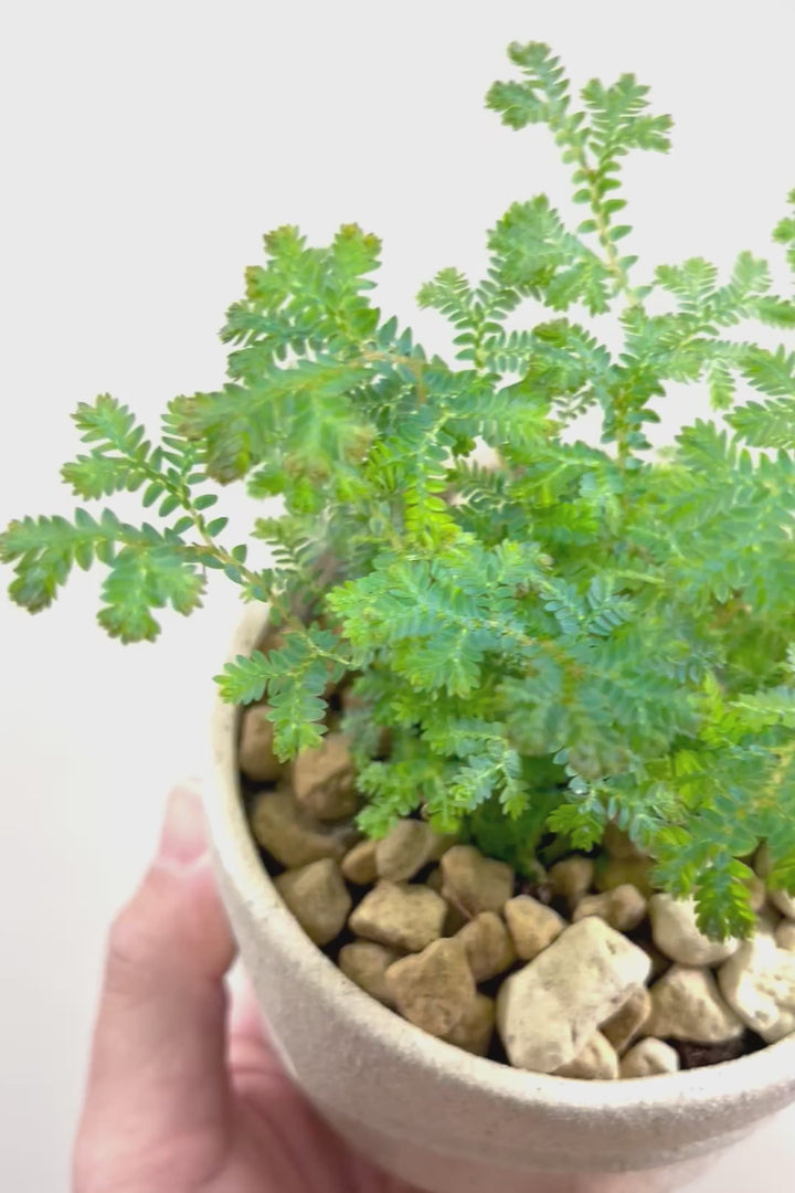 【レインボーファン】ふわふわした雰囲気がとってもかわいい観葉植物。しかも日陰に強い！