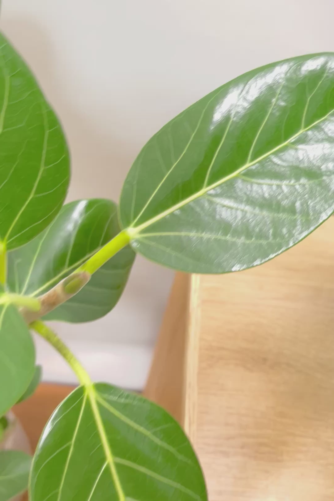 【ベンガレンシス】この樹形はイイ！温暖な鹿児島県で生長したしっかりとした幹！自信を持っておすすめします！