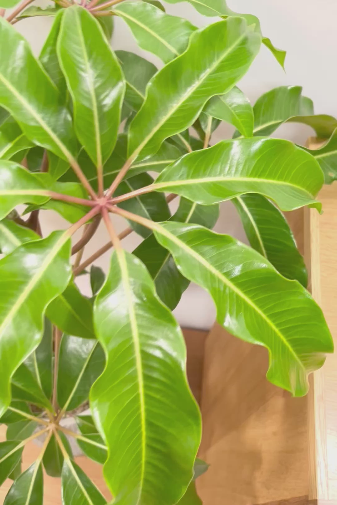 【チュピタンサス】ボリュームのある樹形！この樹形はなかなかいい感じだと思うんですよね！鹿児島県からやってきました！